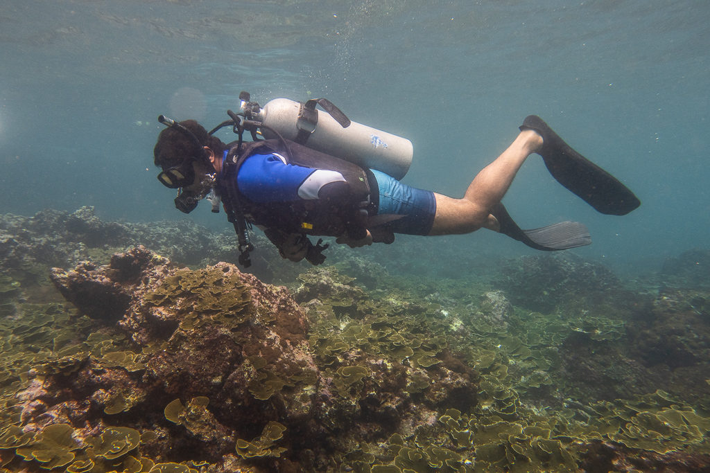 Diving in Phi Phi Islands, Thailand