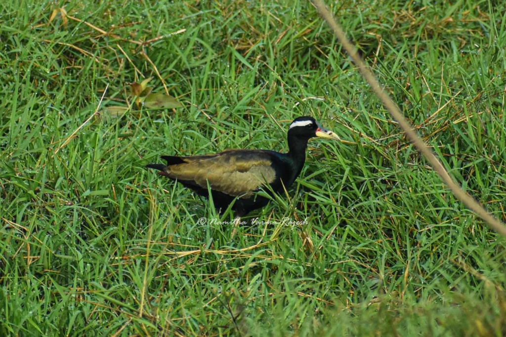 A Bronze-winged Jacana seen in a wetland behind a tea shop in a small village in Odisha.