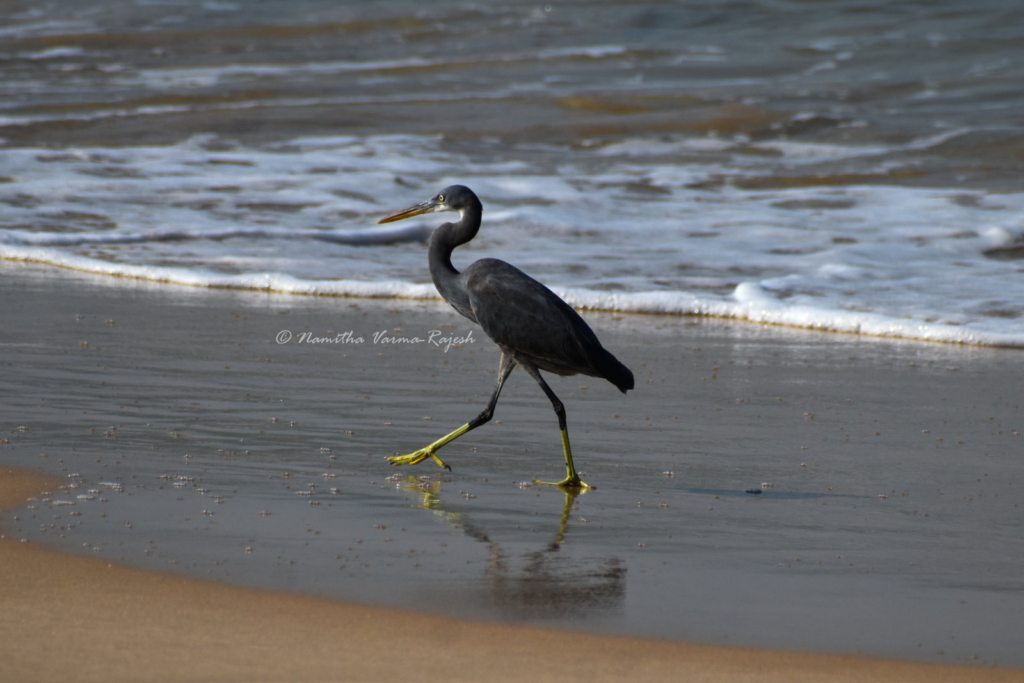 A Grey Heron seen at Maravanthe Beach on the way to Goa.
