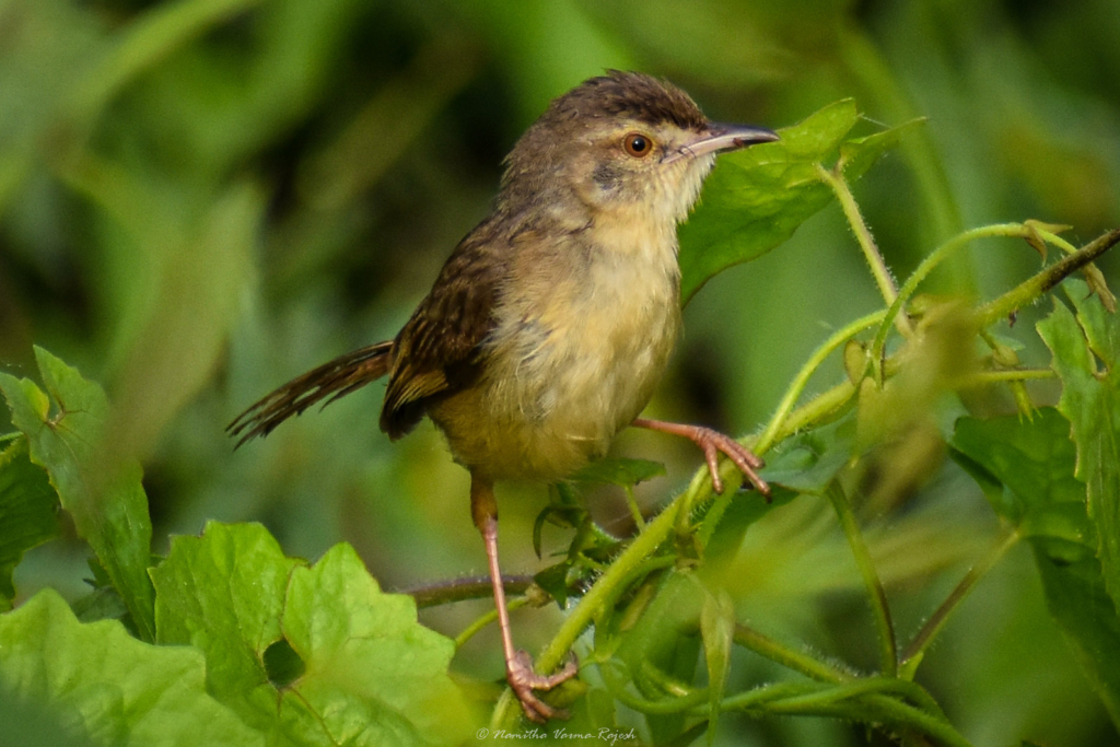 A Plain Prinia spotted among creepers near a small pond on an Andhra highway.